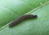 Psoricoptera gibbosella